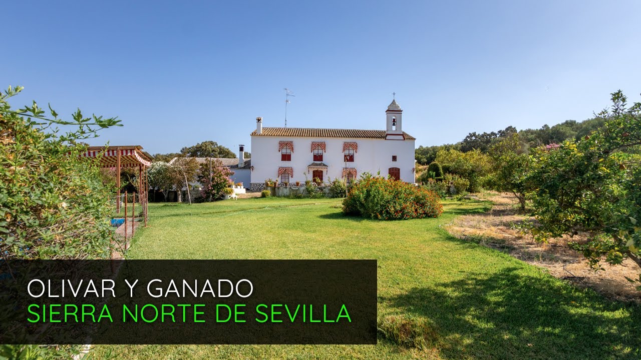 Finca de 300 hect&aacute;reas de olivar y ganadera en venta la Sierra Norte de Sevilla, Espa&ntilde;a |  P2852