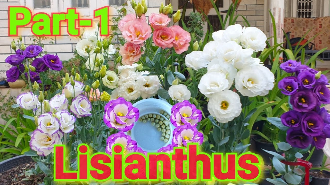 How to grow Lisianthus from seeds? Part-1