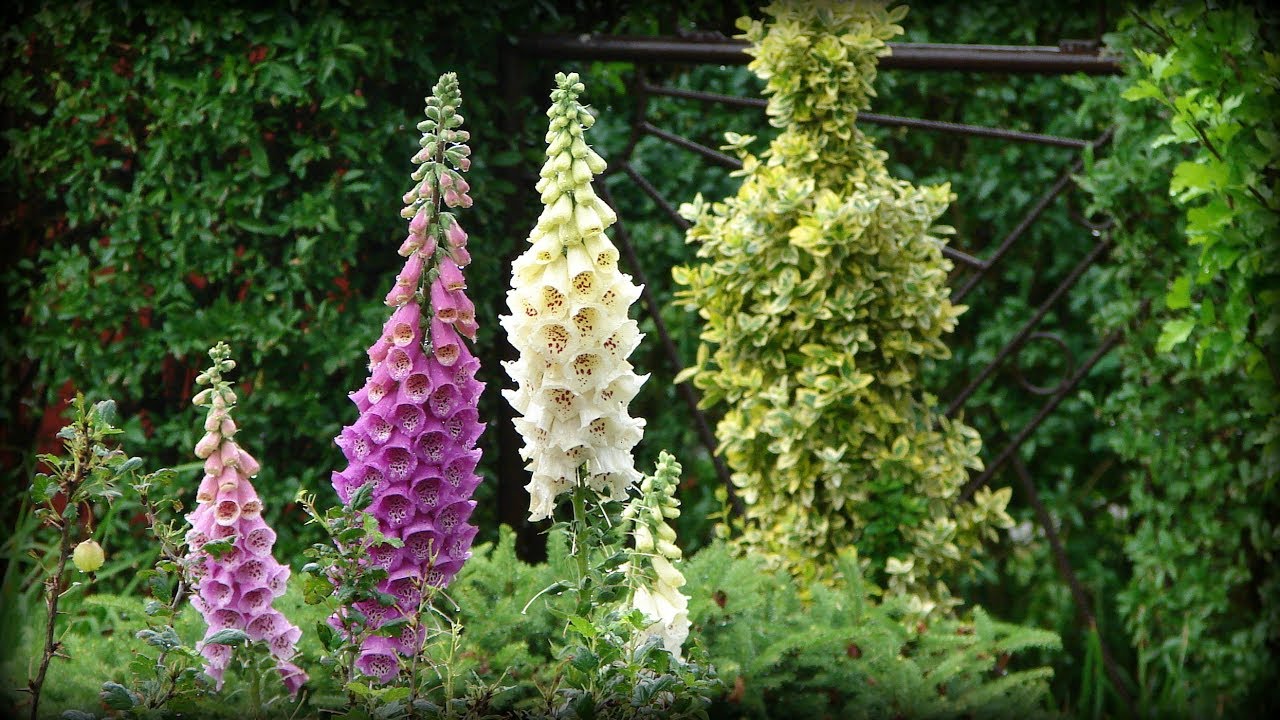 NAPARSTNICE ✿ ~ڿڰۣڿ.kwiaty z mojej rabaty✿ rośliny 