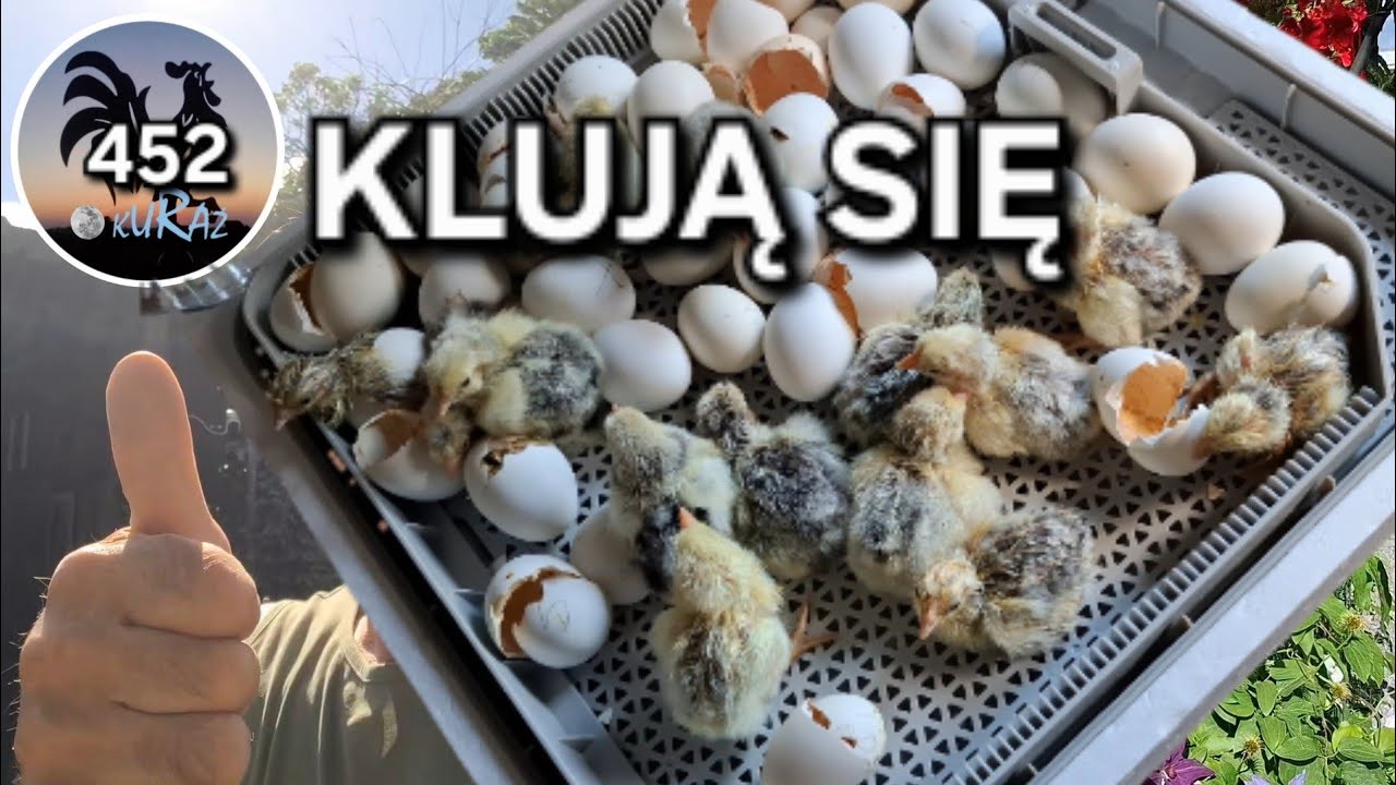 Klują się kurczaki * Clematisy, siano i kanarki #Garden kuRaż 28.05.2026