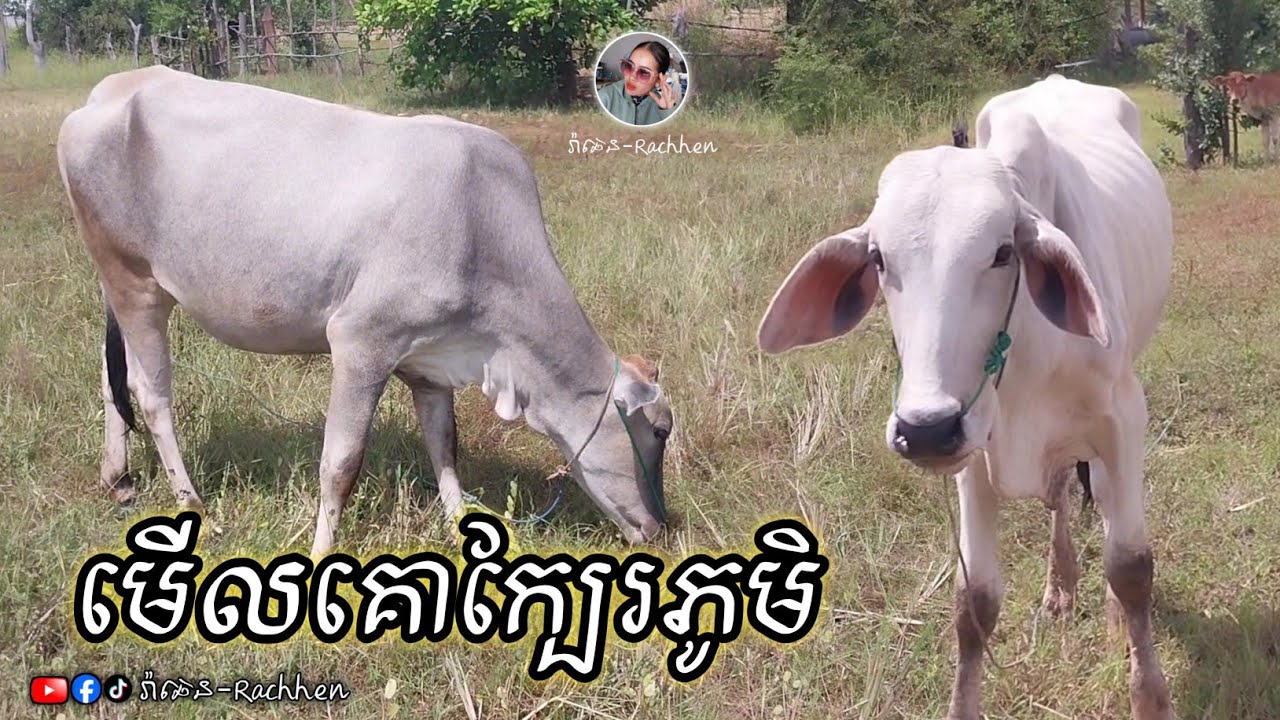 មកមើលគោ ចងក្បែរភូមិ Come and see the cows tied near the village.