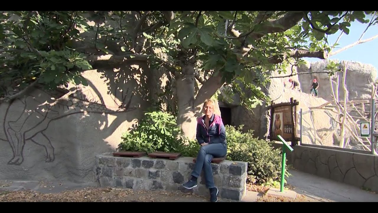 Füge (Ficus carica) nevelése, teleltetése, termesztése - Kertbarátok - Kertészeti TV - műsor