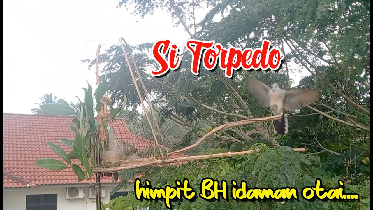 MEMIKAT MERBUK / PERKUTUT ... SI TORPEDO CUBA HIMPIT BH / BL TARGET OTAI...