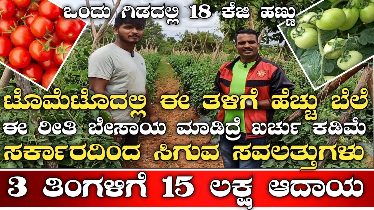 ಹೊಸ ಮಾದರಿಯಲ್ಲಿ ಟೊಮೆಟೊ ಬೆಳೆಯುವ ಸುಲಭ ವಿಧಾನ|Tomato farming kannada|Tomato crop|Tomato sales in kannada|