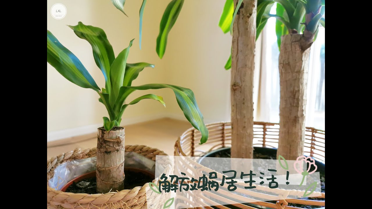 巴西木移盆 Dracaena Fragrans Repotting【花房姑娘#2】