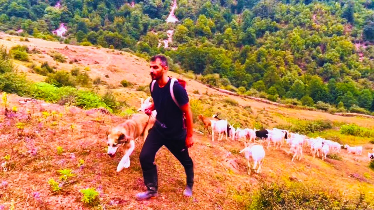 Village Life | Taking Goats to the Fields & Fresh Milk