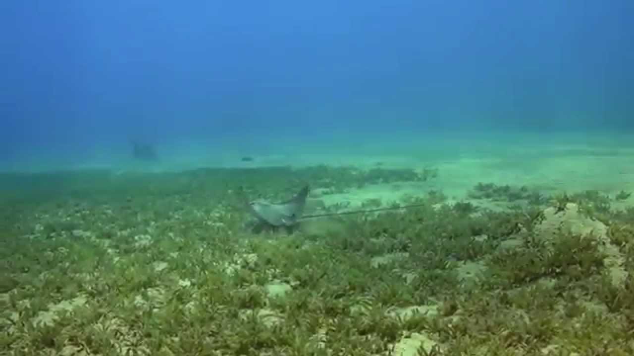 Eagle Rays