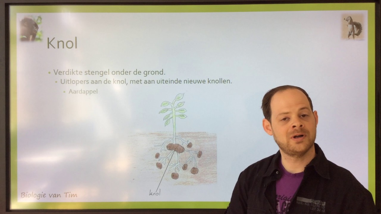 Biologie van Tim - Planten: vermeerderen