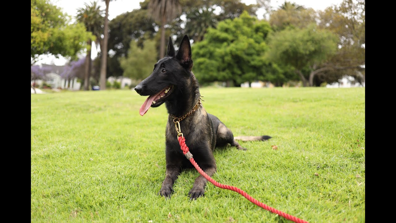 EXERCISING your DOG while living in an apartment
