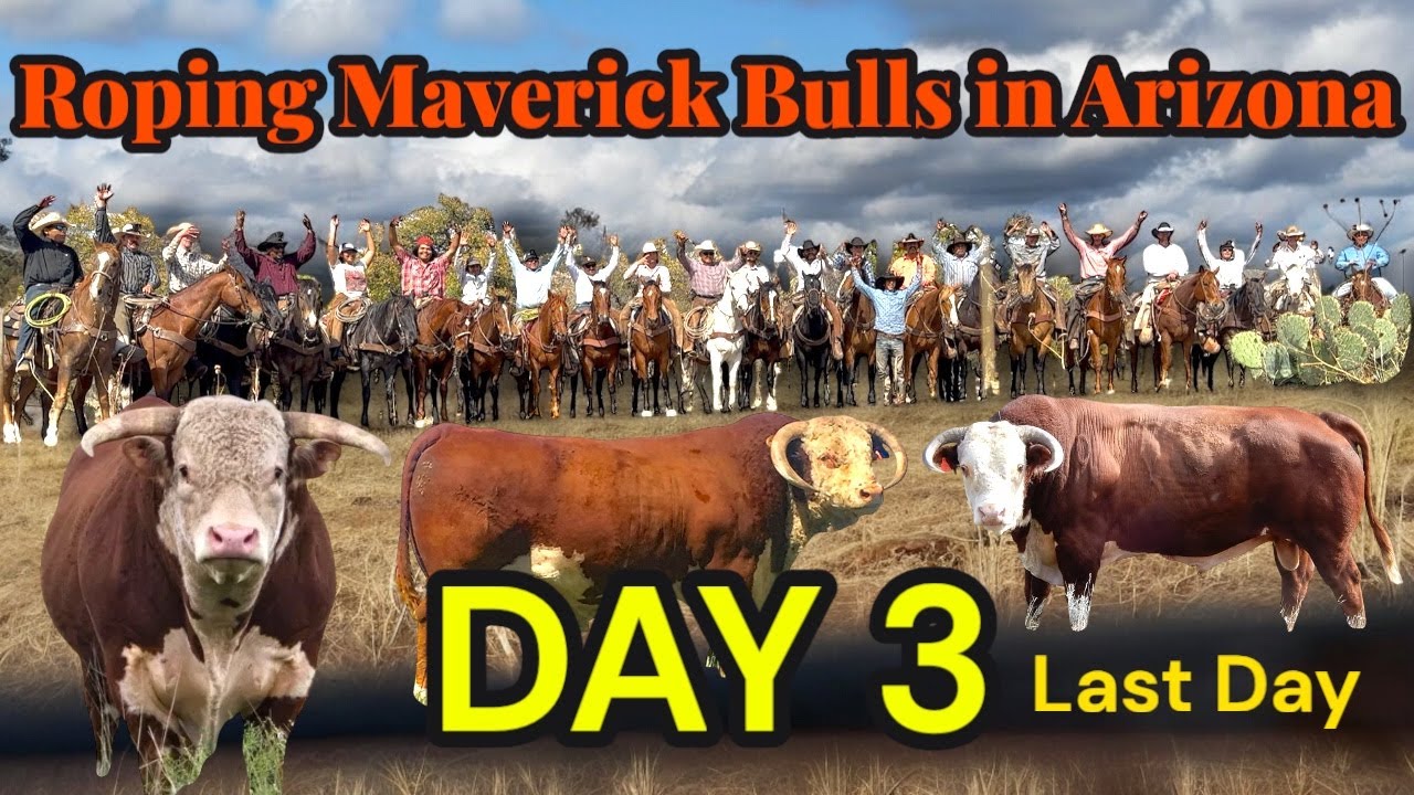 Roping Maverick Cattle in Arizona Day 3