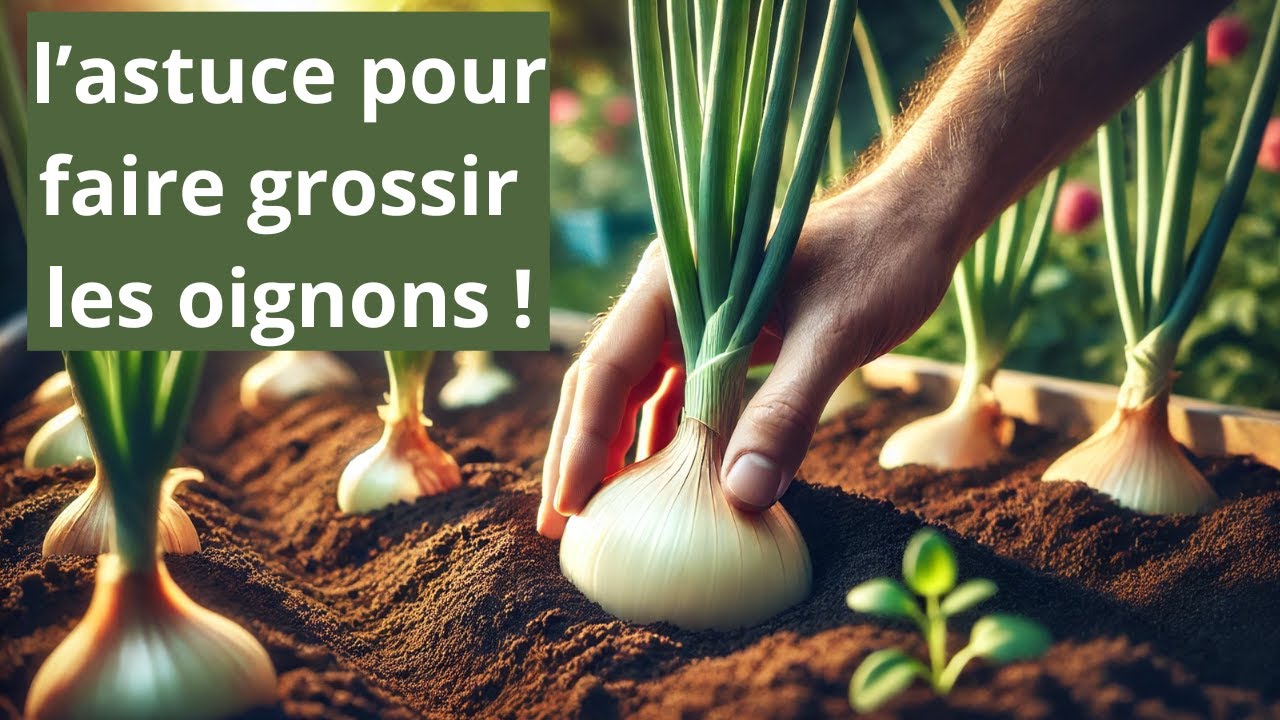 Comment faire pousser des oignons : astuces pour une récolte réussie !