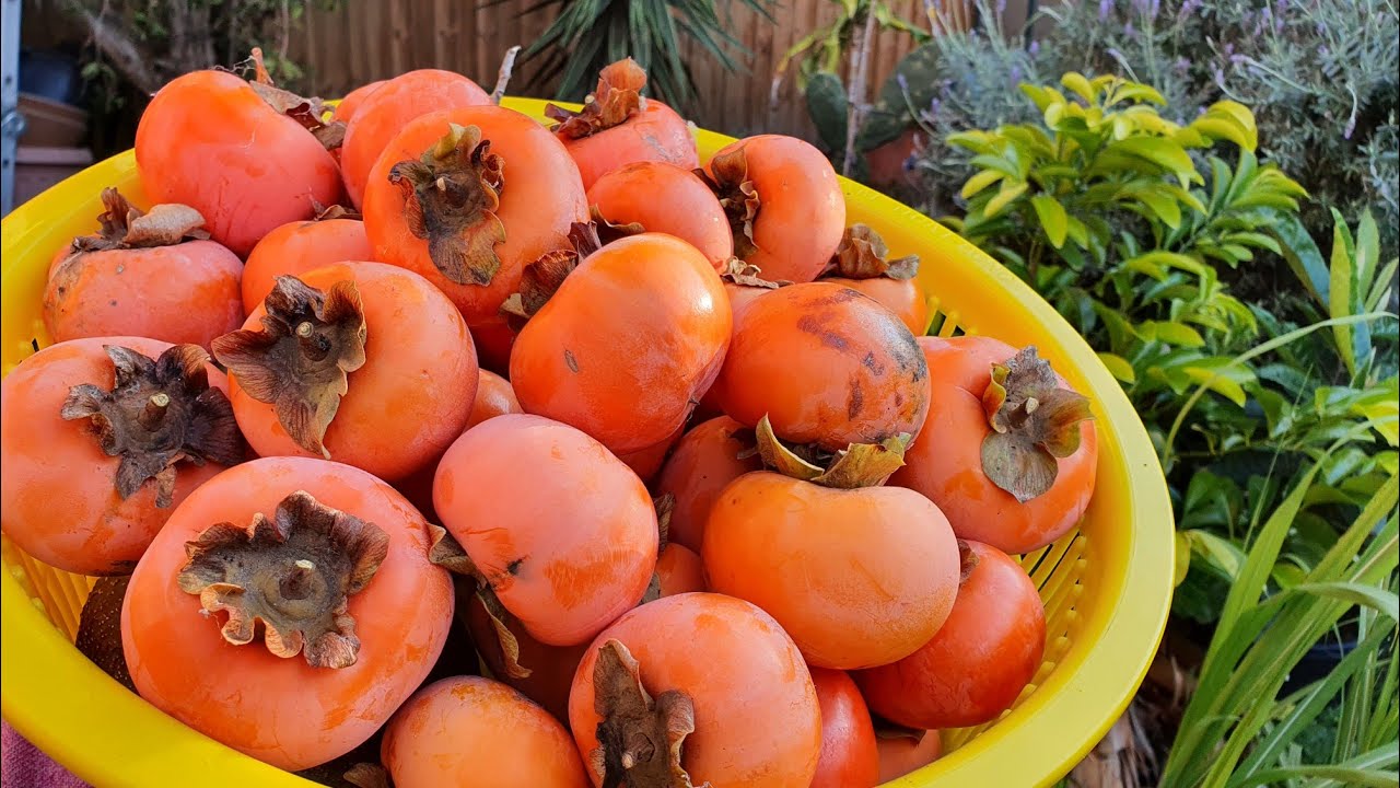 PERSIMMON - Fruit Of The Gods | Watering In WINTER