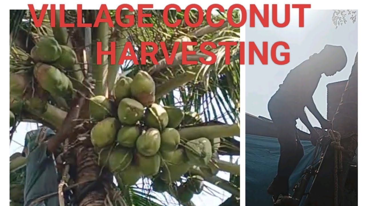This is My First Video on YouTube. Village Area Coconut Harvesting. Please subscribe and support 🙏