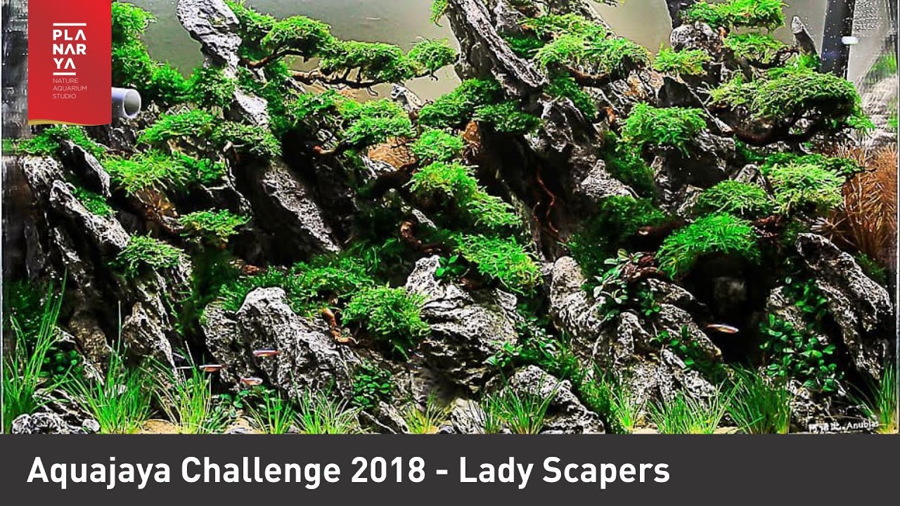 Aquascape Contest - Aquajaya Challenge 2018 (Battle of Monsters)