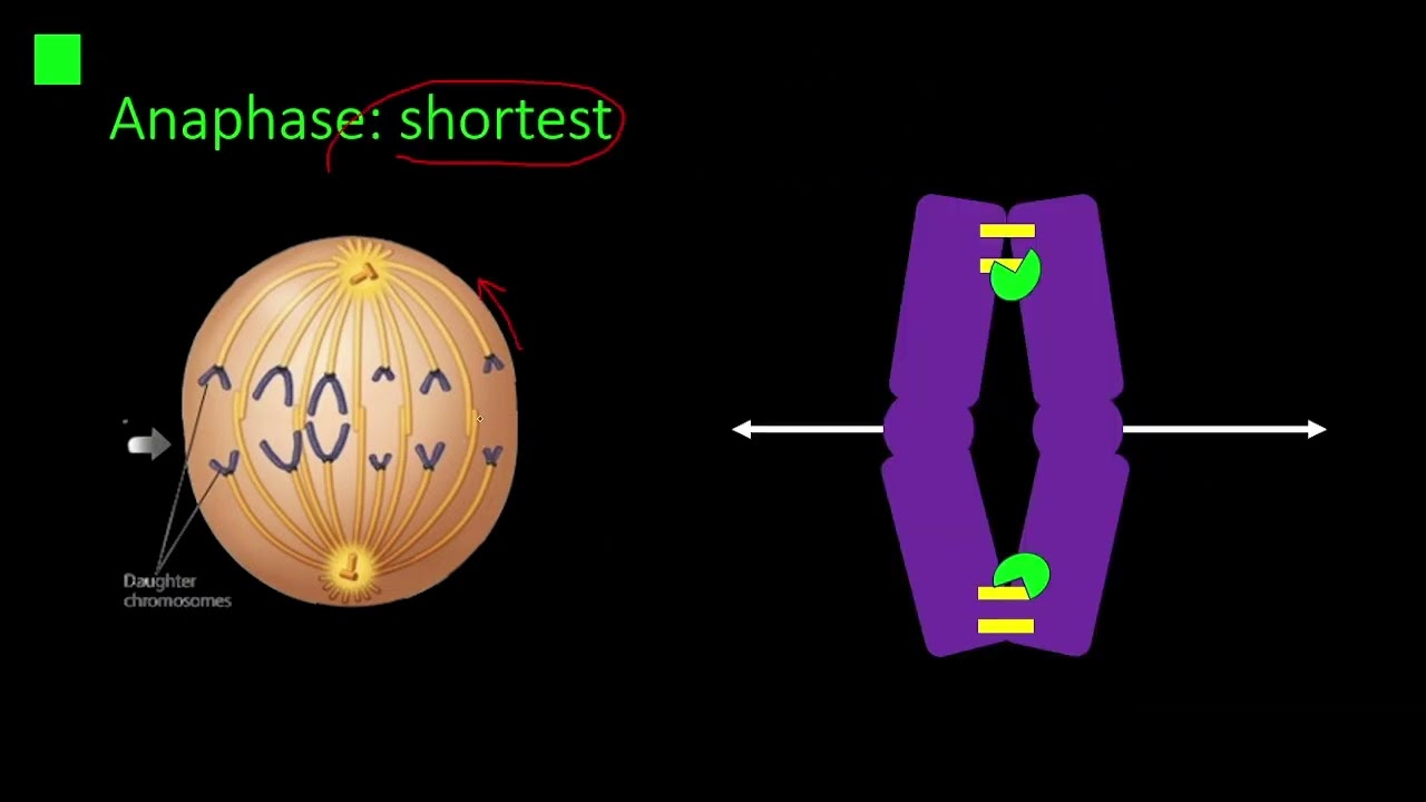 [Ôn thi HSG Sinh học] Nguyên phân - Mitosis | Ôn thi học sinh giỏi quốc gia