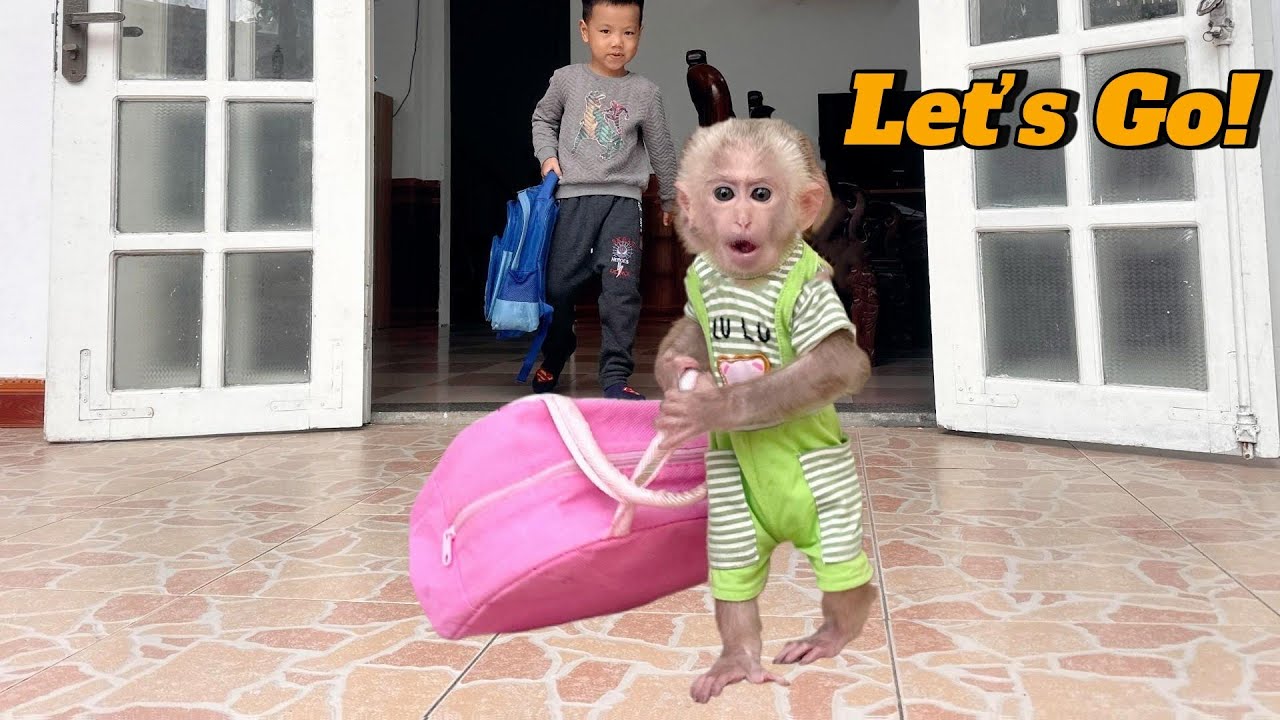 So Happy! Baby Monkey Lulu Enjoys Breakfast Out with Dad & Brother Bi