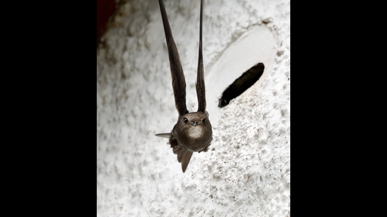 Devon Swift Project