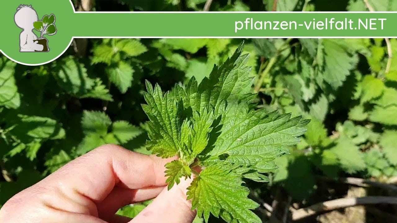 Gro&szlig;e Brennnessel - Jungpflanzen - 13.04.18 (Urtica dioica) - Wildpflanzen-Bestimmung