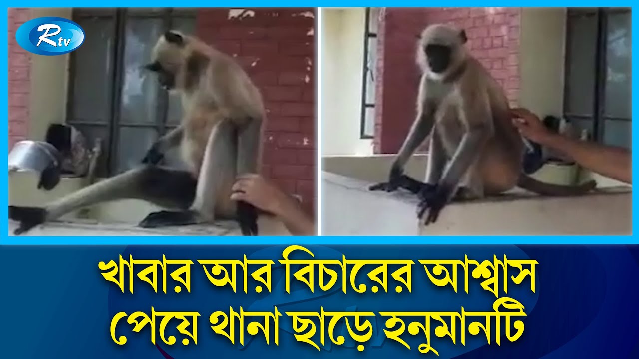 আঘাত পেয়ে বিচারের জন্য থানায় হনুমান | Hanuman at the police station | Rtv News