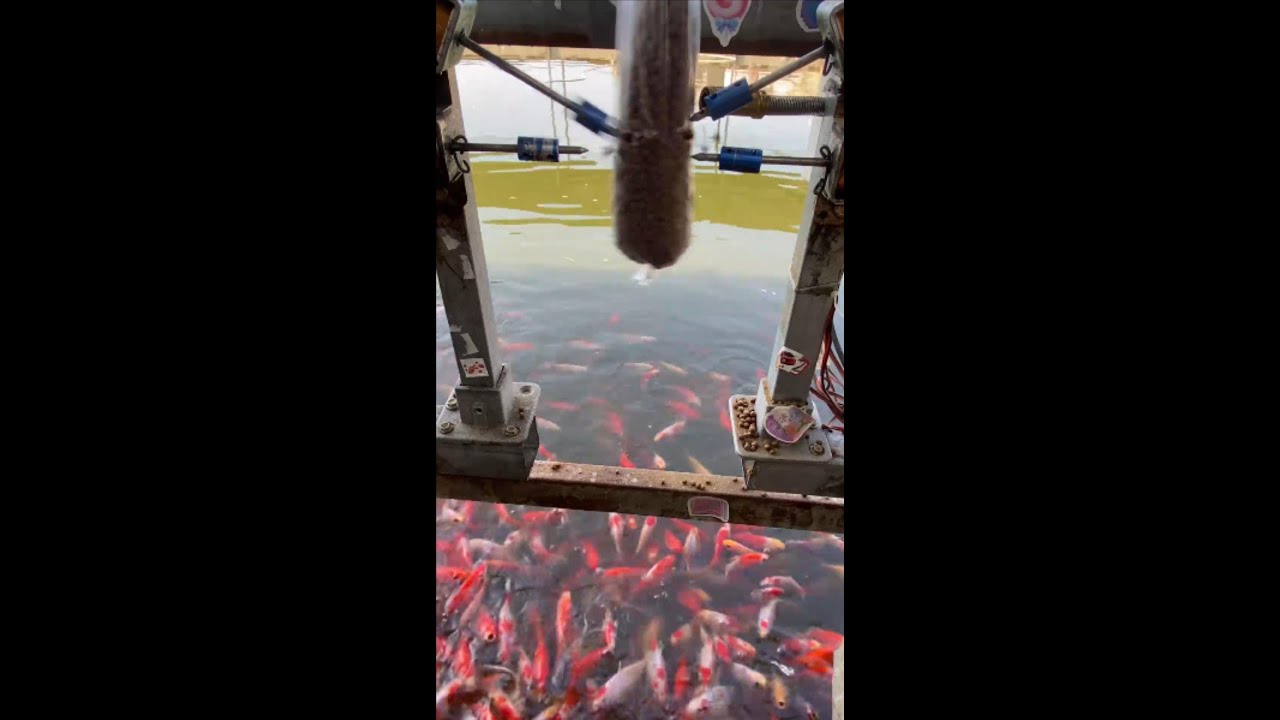 Automatic fish feeder