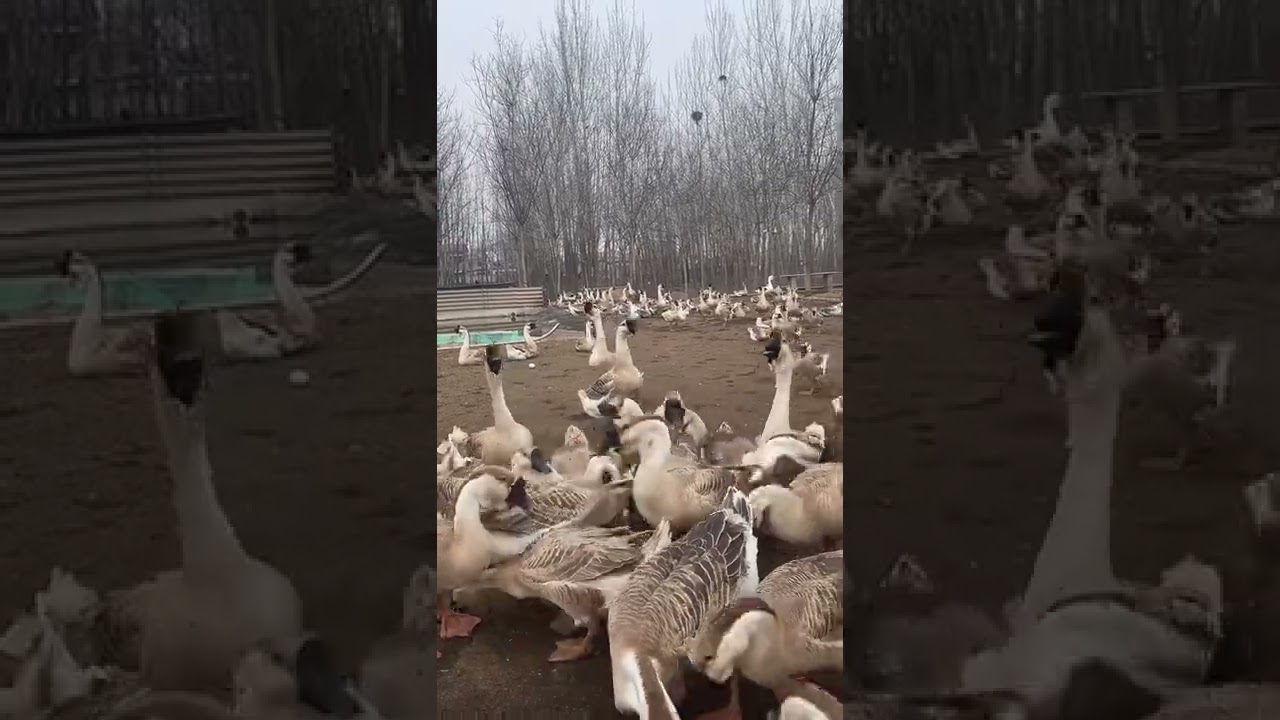 Goose and Duck in my house  #Goose #Duck #BabyDuck #Short   246