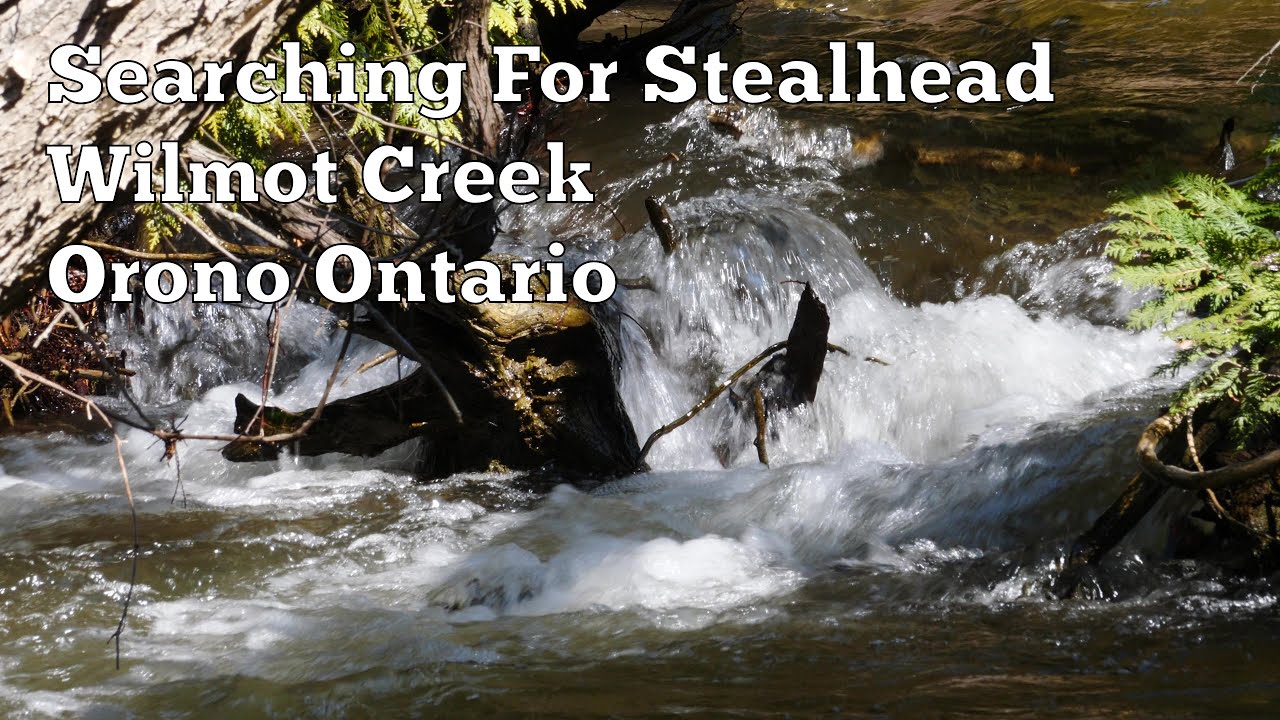 Orono Spring Steelhead Trout Spawning In Wilmot Creek