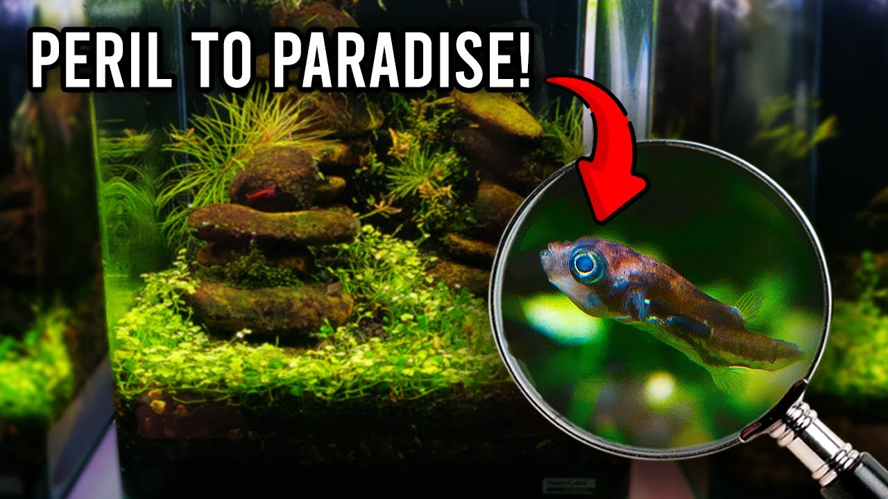 The Rescue Story of Tony the Pea Puffer