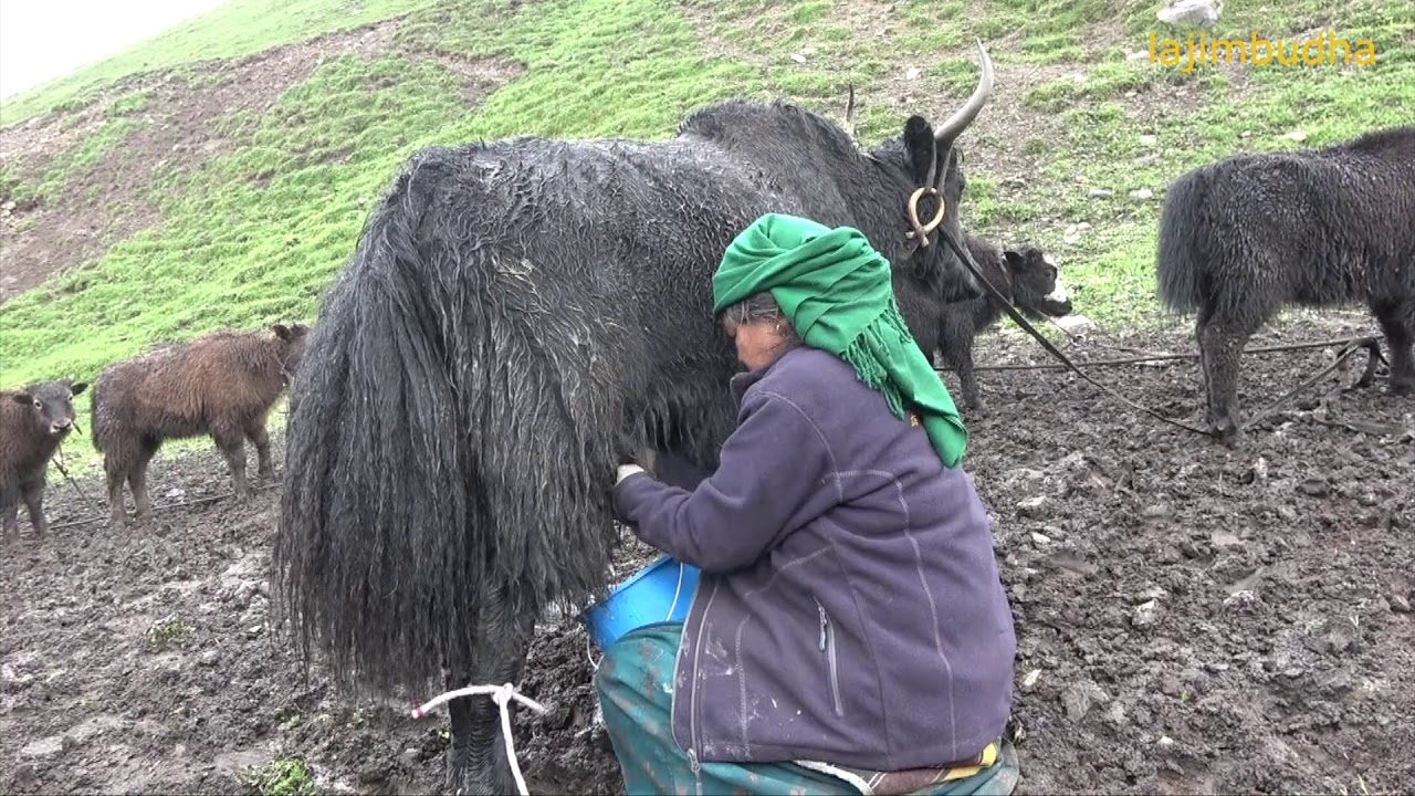 milking in yak farm || Nepal || dolpa || lajimbudha ||
