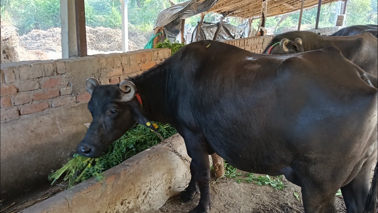 આજે તો બે દિવશે બ્લોગ આવ્યો છે