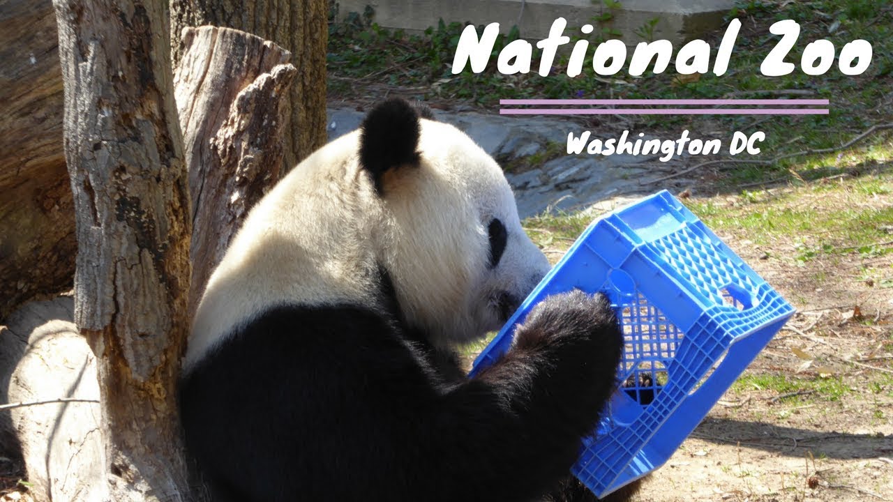 National Zoo - Washington DC!