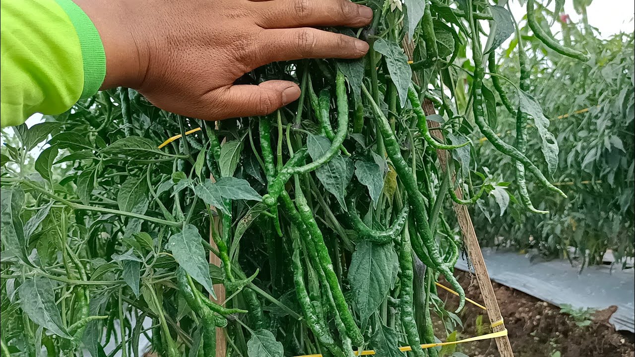 RAHASIA 85 HST CABE BERBUAH LEBAT