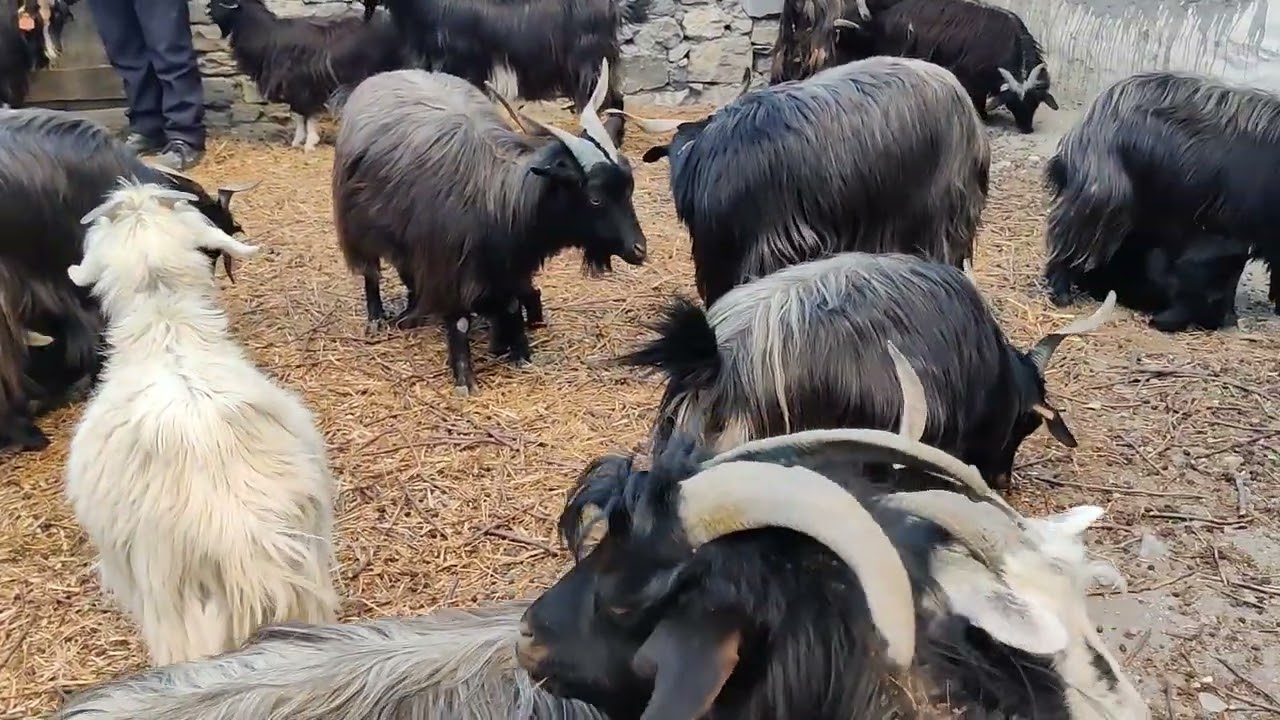 MUSTANG MARPHA JOMSOM MUKTINATH pragendra hada prameshujina supravsumy prabinaGambhir Saritapraniti