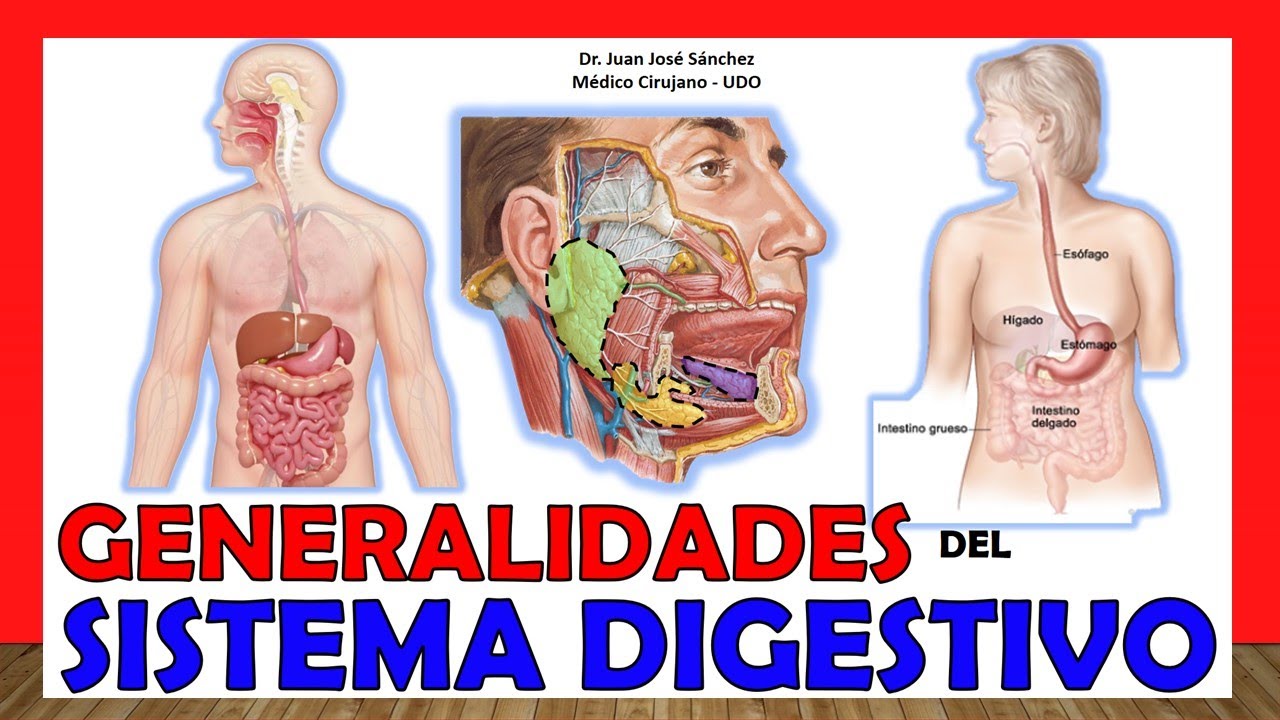 🥇 SISTEMA DIGESTIVO en 16 Minutos!!. ¡Fácil y Sencillo!