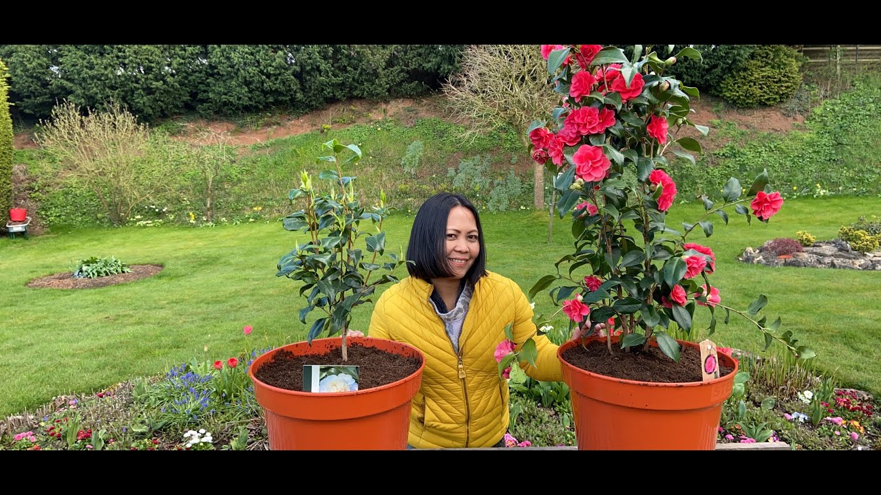 Planting Camellias In Pots