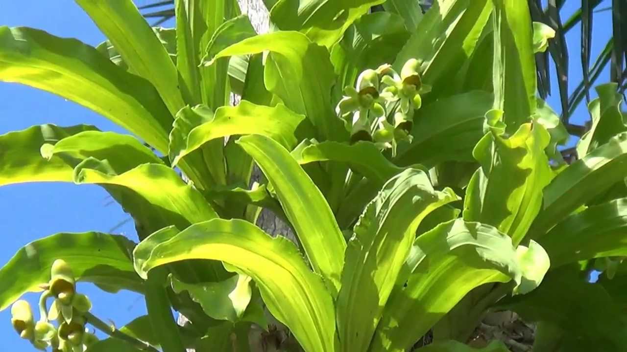 CATASETUM MACROCARPUM, ONDE NASCEM AS ORQUÍDEAS NA NATUREZA, ORCHID, Planta epífita, Hospedeira.
