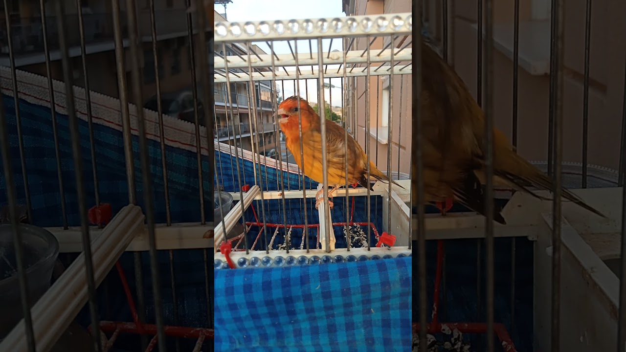 mixto jilguero bronce cantando al aire libre reclamo campero 