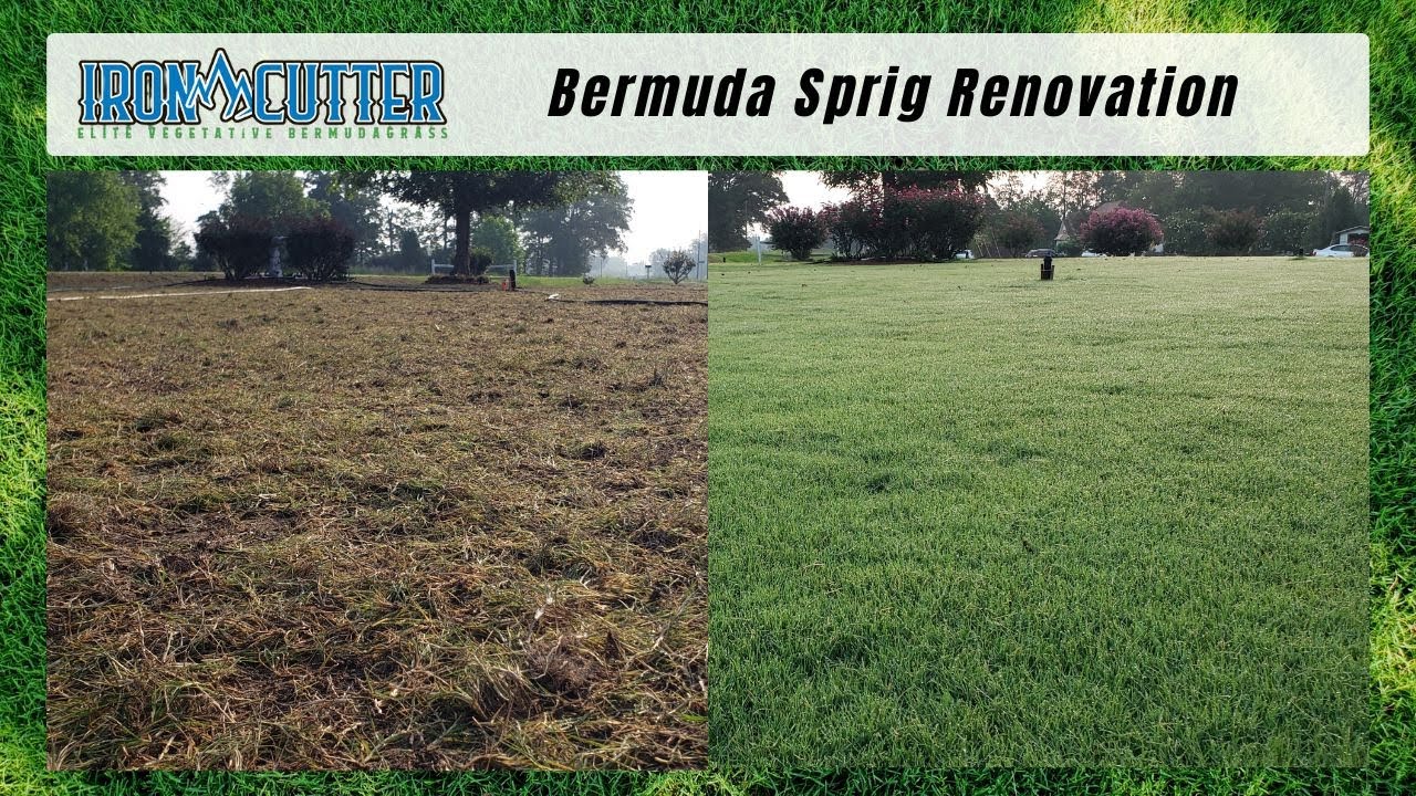 The Cheapest Method To Establish Bermudagrass Using Sprigs