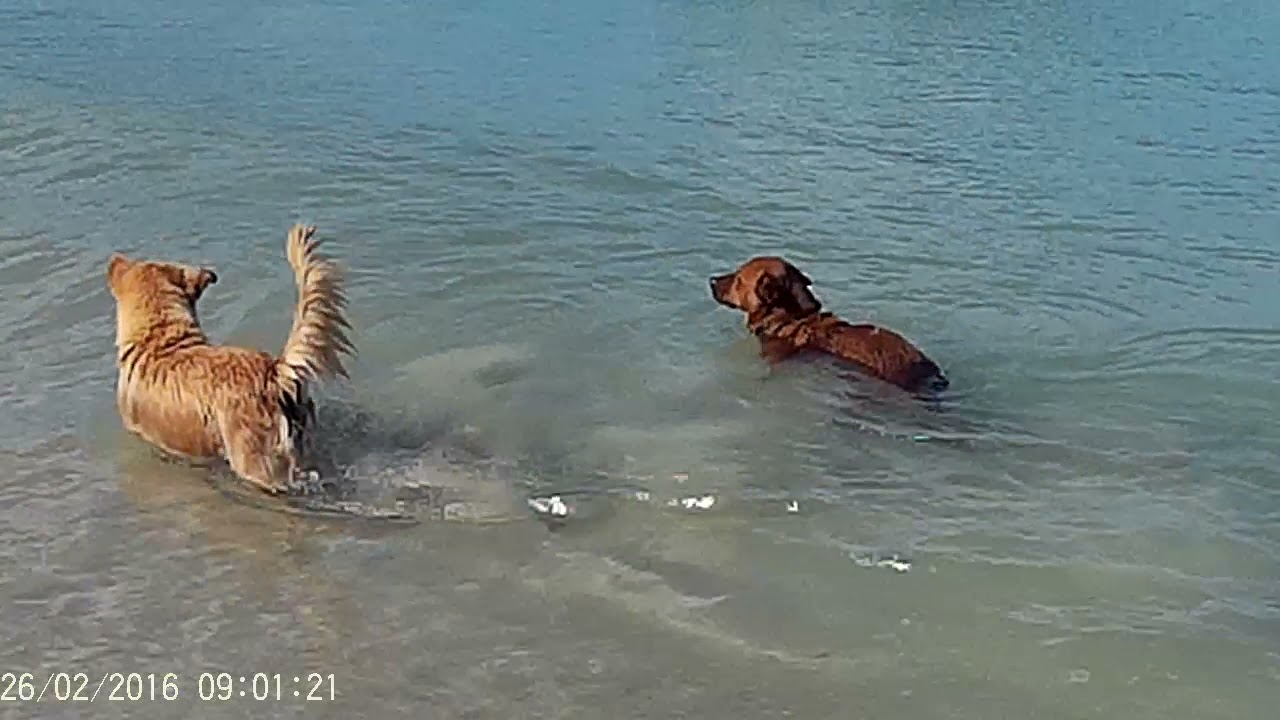 Собаки-купаки. Dogs swim.  Тай. Пхукет 2016 год. Thailand Phuket 2016 February #dog#собаки#swimming