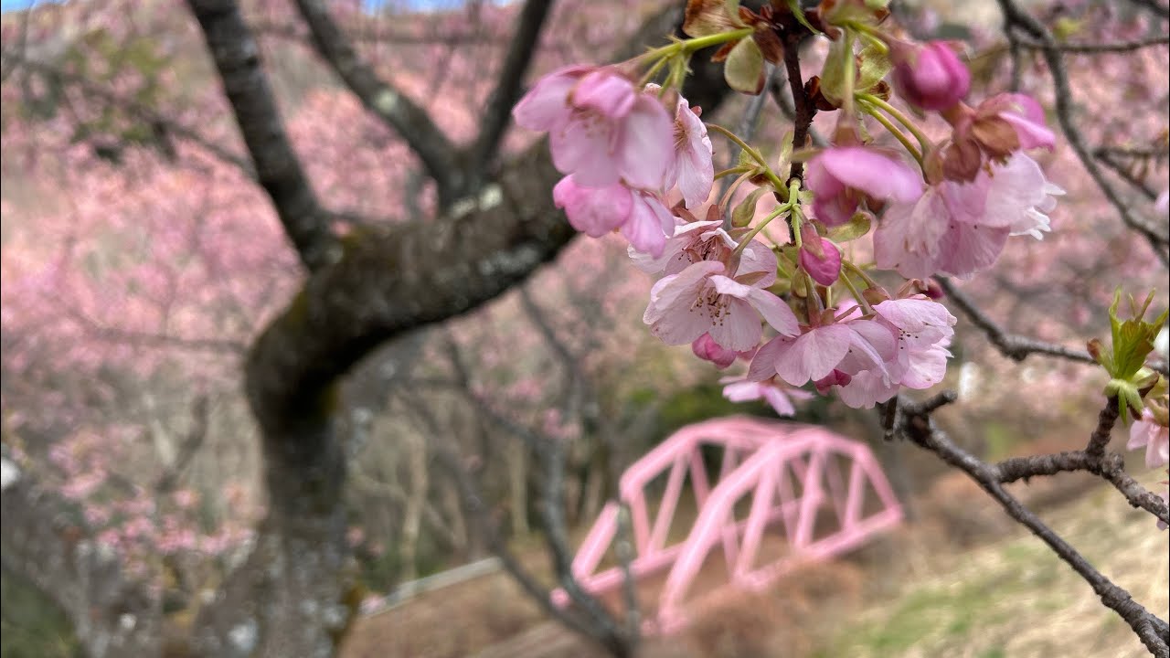 【桜】まつだ桜まつり【冬さんぽ10】