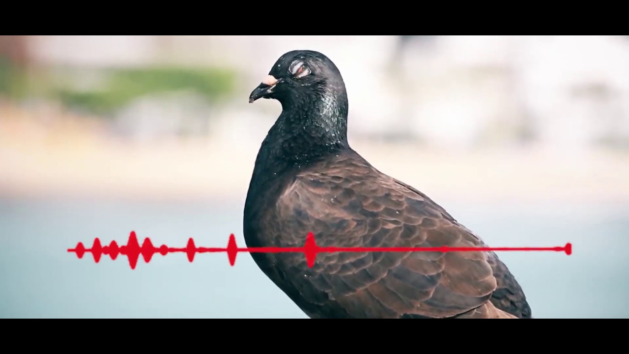 Tubkwe - Palomita (Grupo Kwe'sx Kiwe)