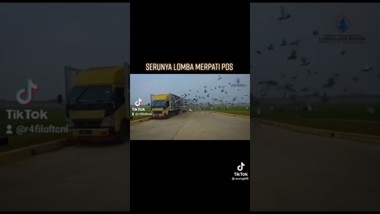 lomba merpati pos Lang Lang buana republik Indonesia | #shorts