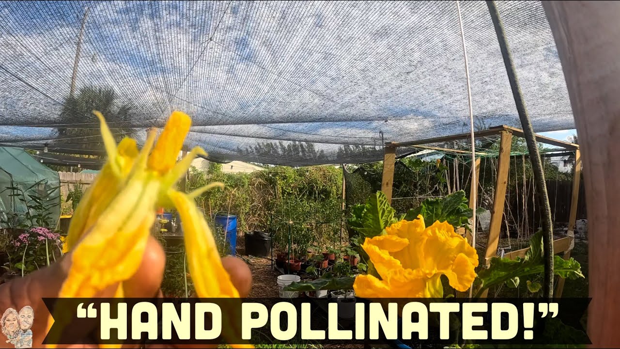 This Raised Bed Hack Looks AMAZING! Plus Hand-Pollinating Squash!