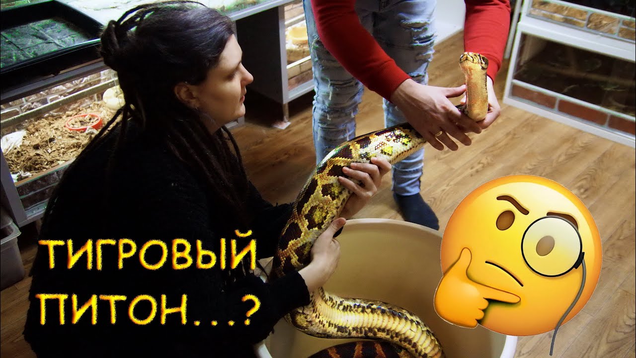 Стоит ли заводить крупных змей? ТИГРОВЫЙ ПИТОН : Особенности содержания