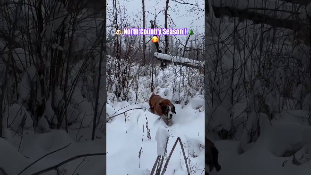 Skittlez: 🐶 North Country Season! 🌲🥰 
