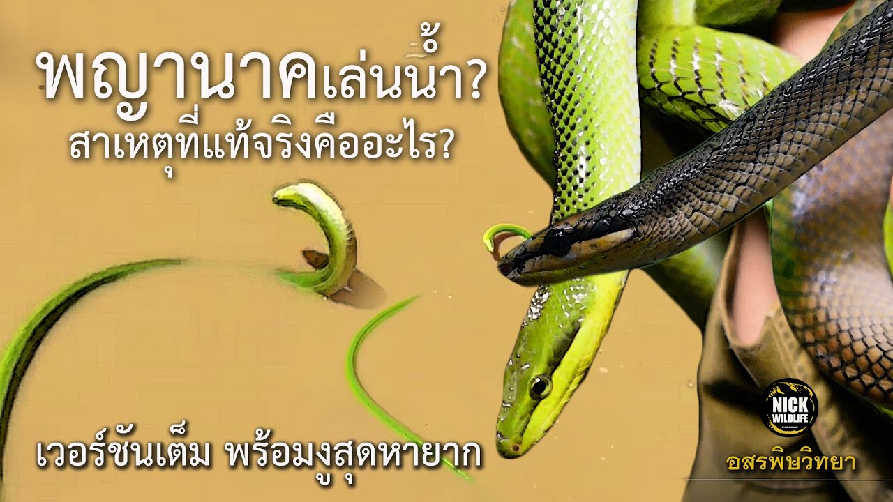 อสรพิษวิทยา EP.31.5 พญานาคเล่นน้ำ สาเหตุที่แท้จริงคืออะไร? พร้อมงูสุดหายาก