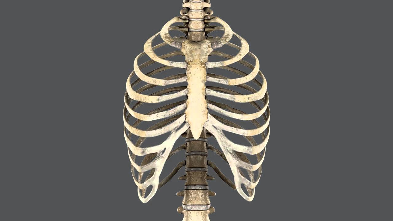 Caja tor&aacute;cica y m&uacute;sculos respiratorios