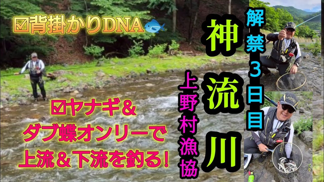 神流川「上野村漁協」解禁3日目。ヤナギ＆ダブ蝶オンリー上流＆下流を攻める。【背掛かりDNA】
