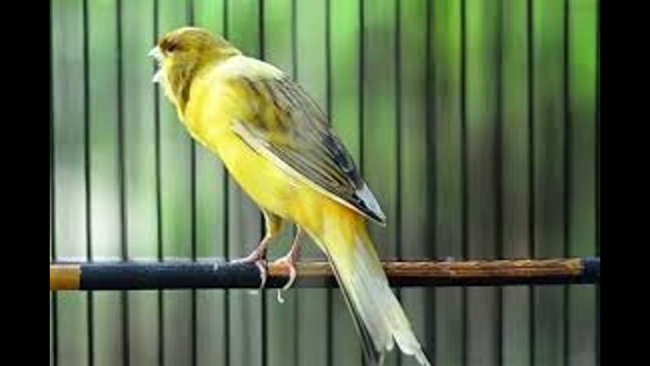 MASTERAN KENARI DENGAN GEMERCIK AIR #kicaumania #kenari #masteranjernih #canary #kenarigacor