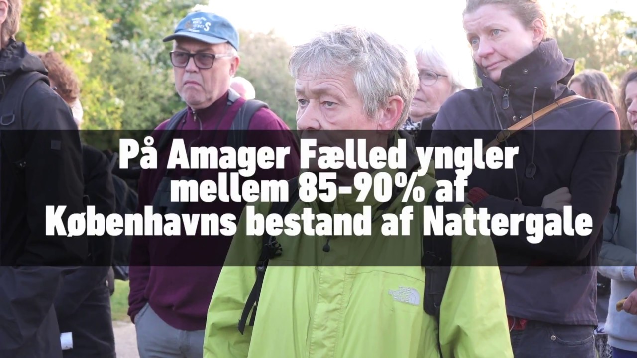 SJÆLDNE LANGDISTANCE TRÆKFUGLE YNGLER PÅ AMAGER FÆLLED OG ER UNDER PRES FRA BYGGEPLANER