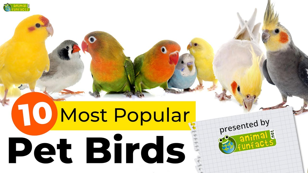 Top 10 Most Popular Pet Bird Breeds 🦜️